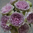 コフレ【河本バラ園】  12月下旬～1月頃発送