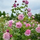 シャンテ・ロゼ・ミサト【デルバールローズ】　12月下旬～1月頃発送