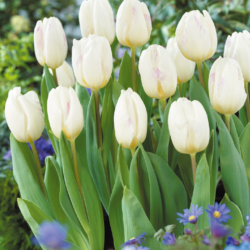 チューリップ　球根　８色/Tulipa