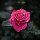 ヴィウーローズ【デルバールローズ】 新苗