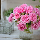 ローズ・ポンパドゥール【デルバールローズ】  12月下旬～1月頃発送