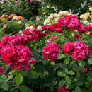 ギー・サヴォア【デルバールローズ】　12月下旬～1月頃発送