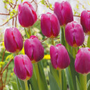 チューリップ　球根　８色/Tulipa