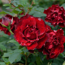 オマージュ・ア・バルバラ【デルバールローズ】　12月下旬～1月頃発送