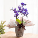 ブルージーン／Blue Gene 【世界初の青い胡蝶蘭】