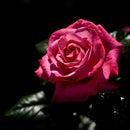 ヴィウーローズ【デルバールローズ】 新苗