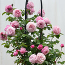 シャンテ・ロゼ・ミサト【デルバールローズ】　12月下旬～1月頃発送