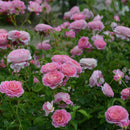 クロード・モネ【デルバールローズ】　新苗