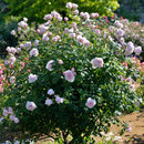 ナエマ【デルバールローズ】　 12月下旬～1月頃発送