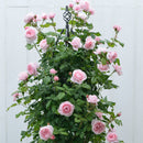 ナエマ【デルバールローズ】　 12月下旬～1月頃発送