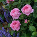 フラゴナール【デルバールローズ】  新苗