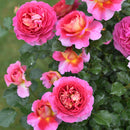 エスプリ・ドゥ・パリ【デルバールローズ】  12月下旬～1月頃発送