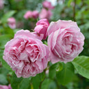 シャンテ・ロゼ・ミサト【デルバールローズ】　12月下旬～1月頃発送