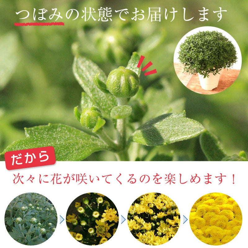 35.ガーデンマム「みのり」　