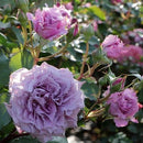 コリンクレイヴン  【ロサオリエンティス】　 12月下旬～1月頃発送