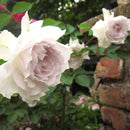 ガブリエル【河本バラ園】   12月下旬～1月頃発送