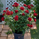 オマージュ・ア・バルバラ【デルバールローズ】　12月下旬～1月頃発送