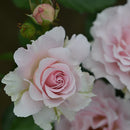 ラ・マリエ【河本バラ園】12月下旬～1月頃発送