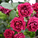 オデュッセイア【ロサオリエンティス】  12月下旬～1月頃発送