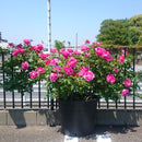 ギー・サヴォア【デルバールローズ】　12月下旬～1月頃発送