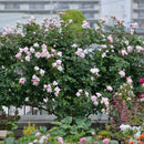 ナエマ【デルバールローズ】　 12月下旬～1月頃発送