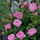 フラゴナール【デルバールローズ】  新苗