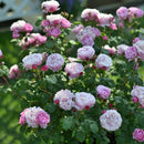 サント・ノーレ【デルバールローズ】12月下旬～1月頃発送