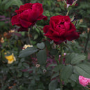 オデュッセイア【ロサオリエンティス】  12月下旬～1月頃発送