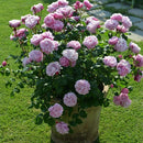 サント・ノーレ【デルバールローズ】12月下旬～1月頃発送