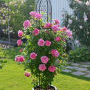 ローズ・ポンパドゥール【デルバールローズ】  12月下旬～1月頃発送