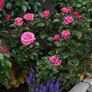 ヴィウーローズ【デルバールローズ】 新苗