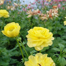 ラナンキュラスラックス　【ピュタロス】 1月上旬より順次発送