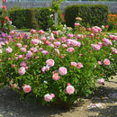 クロード・モネ【デルバールローズ】　新苗