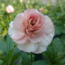 ラナンキュラスラックス　【アリアドネ】 1月上旬より順次発送