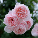 ナエマ【デルバールローズ】　 12月下旬～1月頃発送