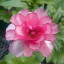 ラナンキュラスラックス　【リュキア】 1月上旬より順次発送