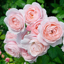 ナエマ【デルバールローズ】　 12月下旬～1月頃発送