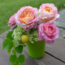 クロード・モネ【デルバールローズ】　新苗