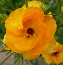 ラナンキュラスラックス　【ミネルバ】 1月上旬より順次発送