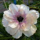 ラナンキュラスラックス　【ヘスティア】 1月上旬より順次発送