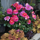 エスプリ・ドゥ・パリ【デルバールローズ】  12月下旬～1月頃発送