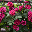 オデュッセイア【ロサオリエンティス】  12月下旬～1月頃発送