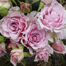 ラ・マリエ【河本バラ園】12月下旬～1月頃発送