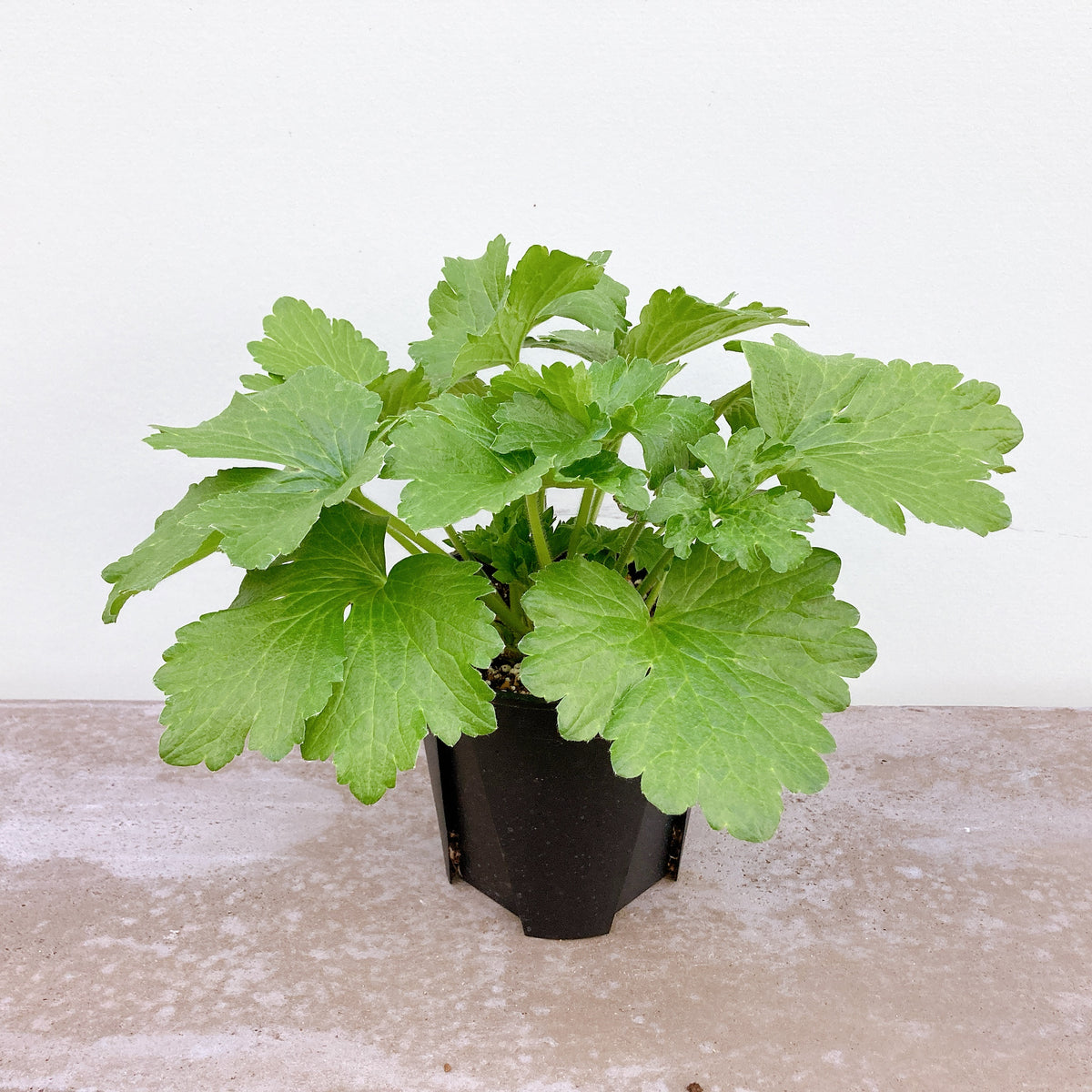 ジャイ様専用□花苗ラナンキュラス ラックスシリーズ□アポロン