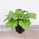 NEWラナンキュラスラックス　【ペネロペ】　　3月上旬より順次発送