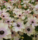 ラナンキュラスラックス　【ヘスティア】 1月上旬より順次発送