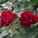 オマージュ・ア・バルバラ【デルバールローズ】　12月下旬～1月頃発送