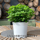 ガーデンマム ジジオレンジ