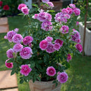 シェエラザード【ロサオリエンティス】12月下旬～1月頃発送