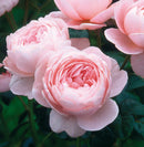 クイーン・オブ・スウェーデン【イングリッシュローズ】　 12月下旬～1月頃発送